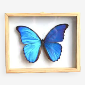 Blue Morpho butterfly frame