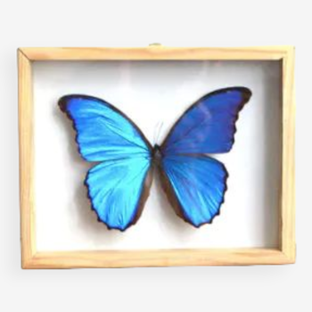 Cadre papillon Morpho bleu