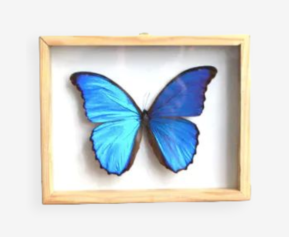Cadre papillon Morpho bleu