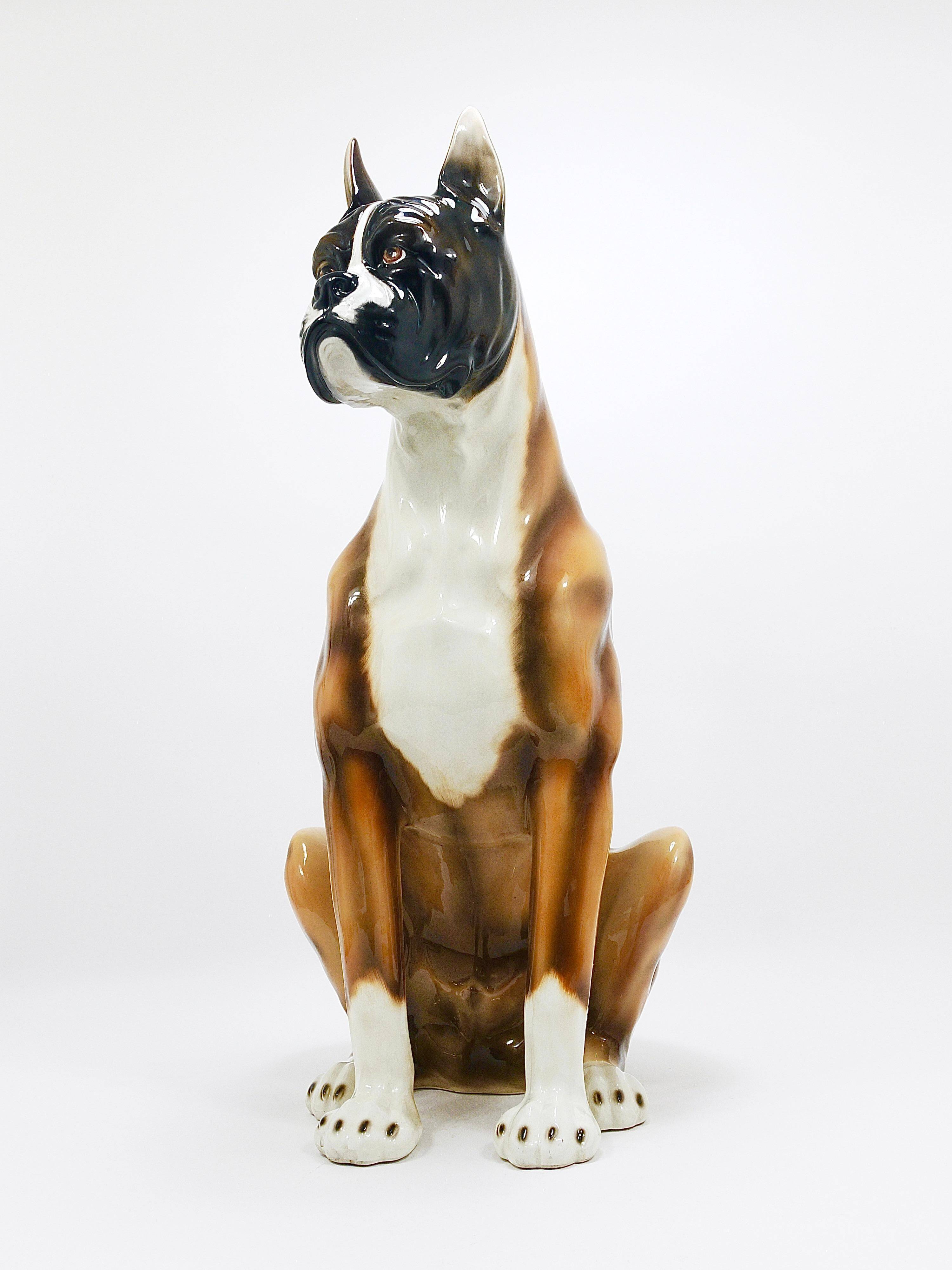 Life-size boxer dog statue in majolica, glazed ceramic, Italy, 1970s.