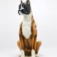 Life-size boxer dog statue in majolica, glazed ceramic, Italy, 1970s.