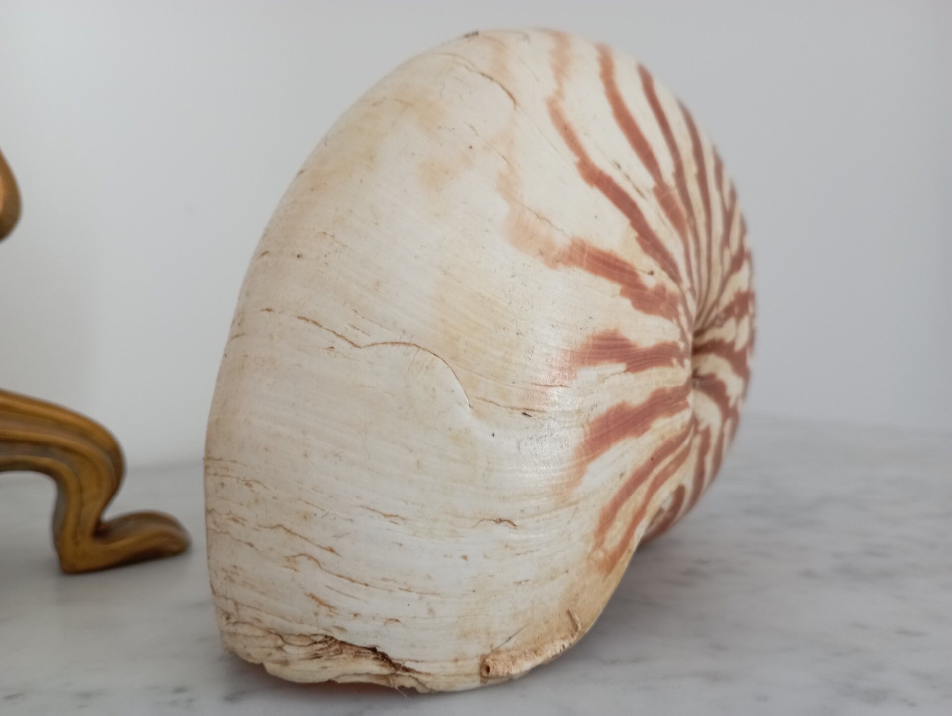 Nautilus shell