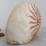 Nautilus shell