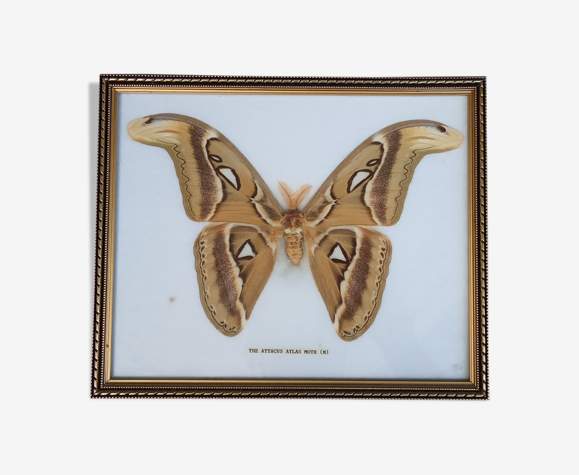Cadre papillon attacus atlas moth