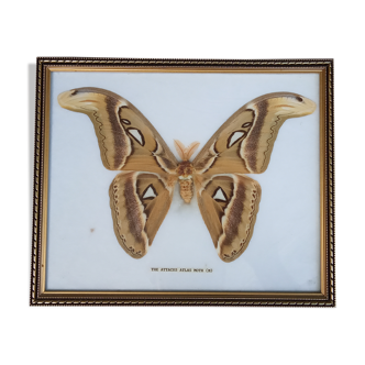 Butterfly frame attacus atlas moth