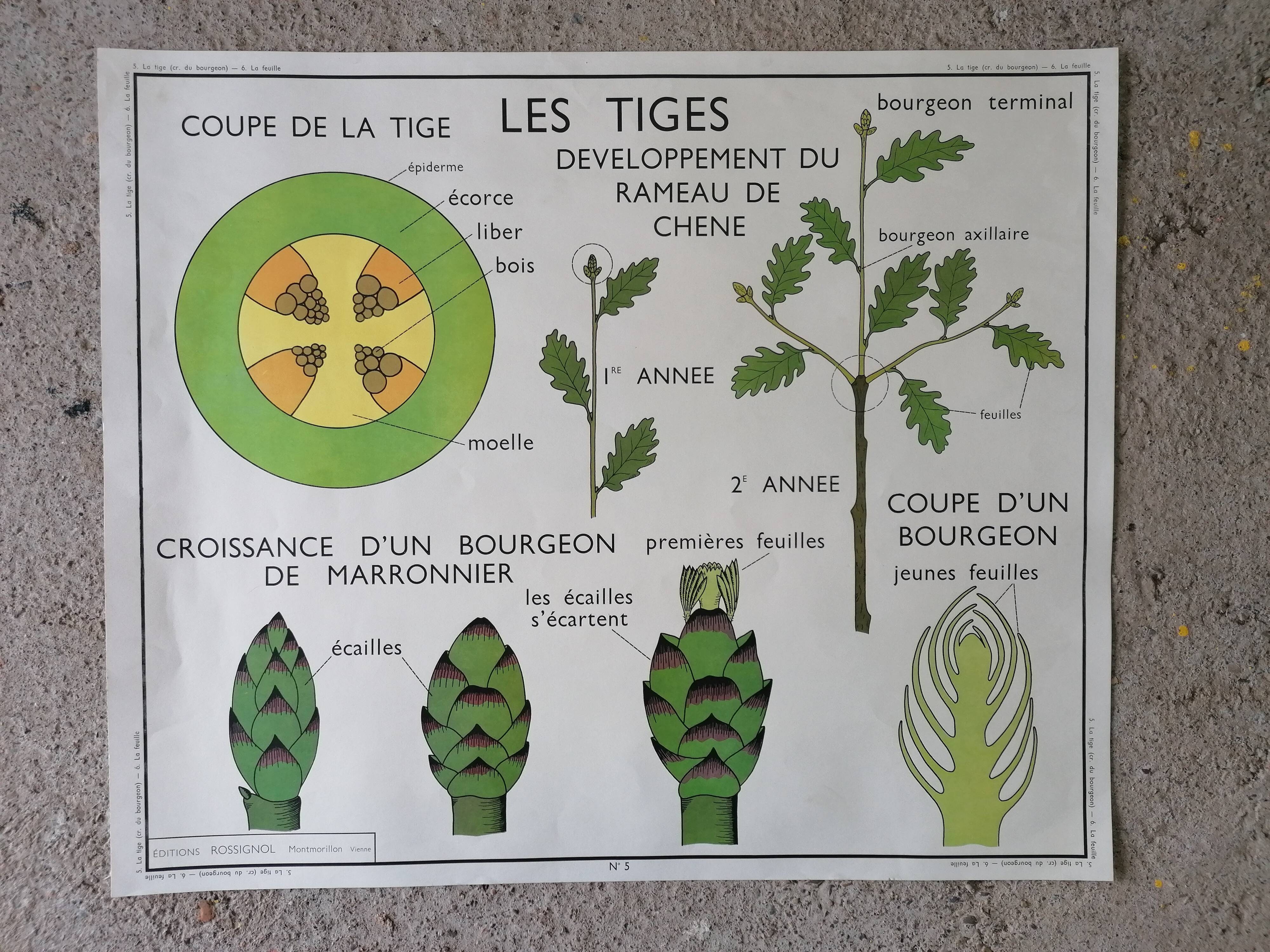 Rossignol school poster from the 60s: The Leaf - The stems.
