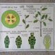 Rossignol school poster from the 60s: The Leaf - The stems.