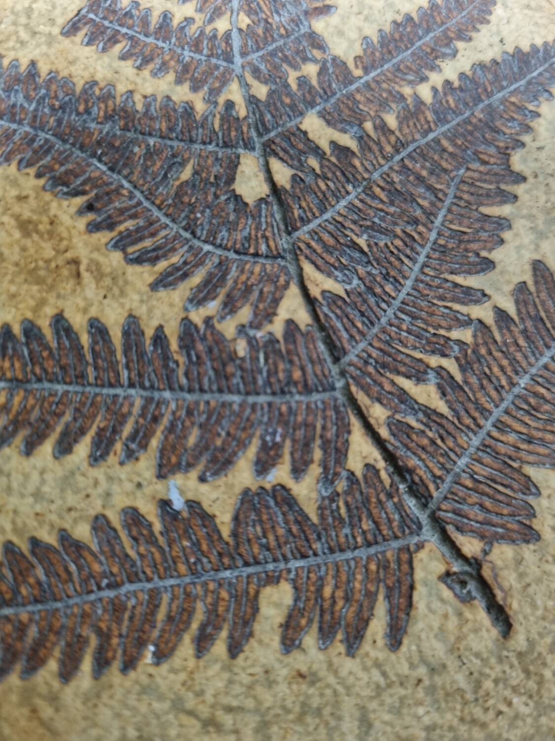 Table basse Raymonde Leduc Vallauris