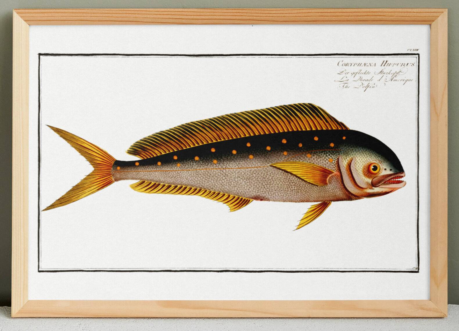 Poster on the mahi-mahi, fish, based on an old engraving.