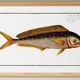 Poster on the mahi-mahi, fish, based on an old engraving.