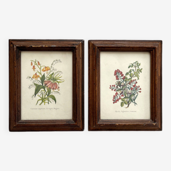 2 petits cadres anciens en bois avec gravure botanique