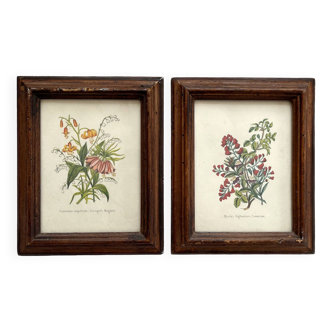 2 small old wooden frames with botanical engraving