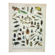 Antique engraving 1898, Insects 1, entomology • Lithograph, original illustration