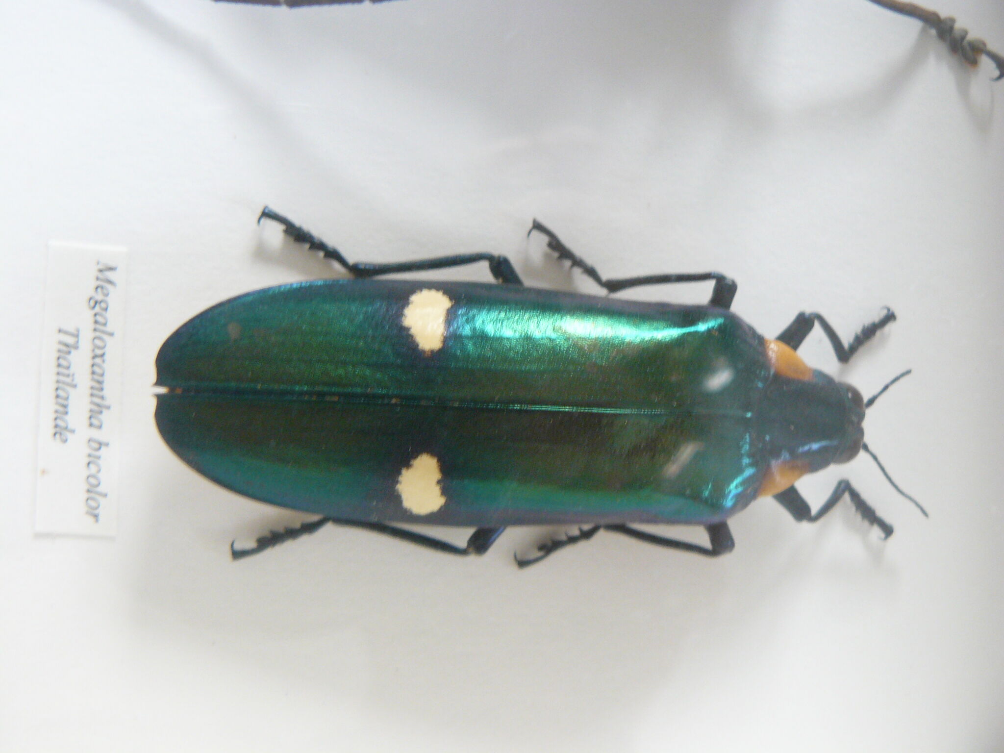 Boîte entomologie 3 insectes naturalisés