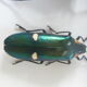 Boîte entomologie 3 insectes naturalisés