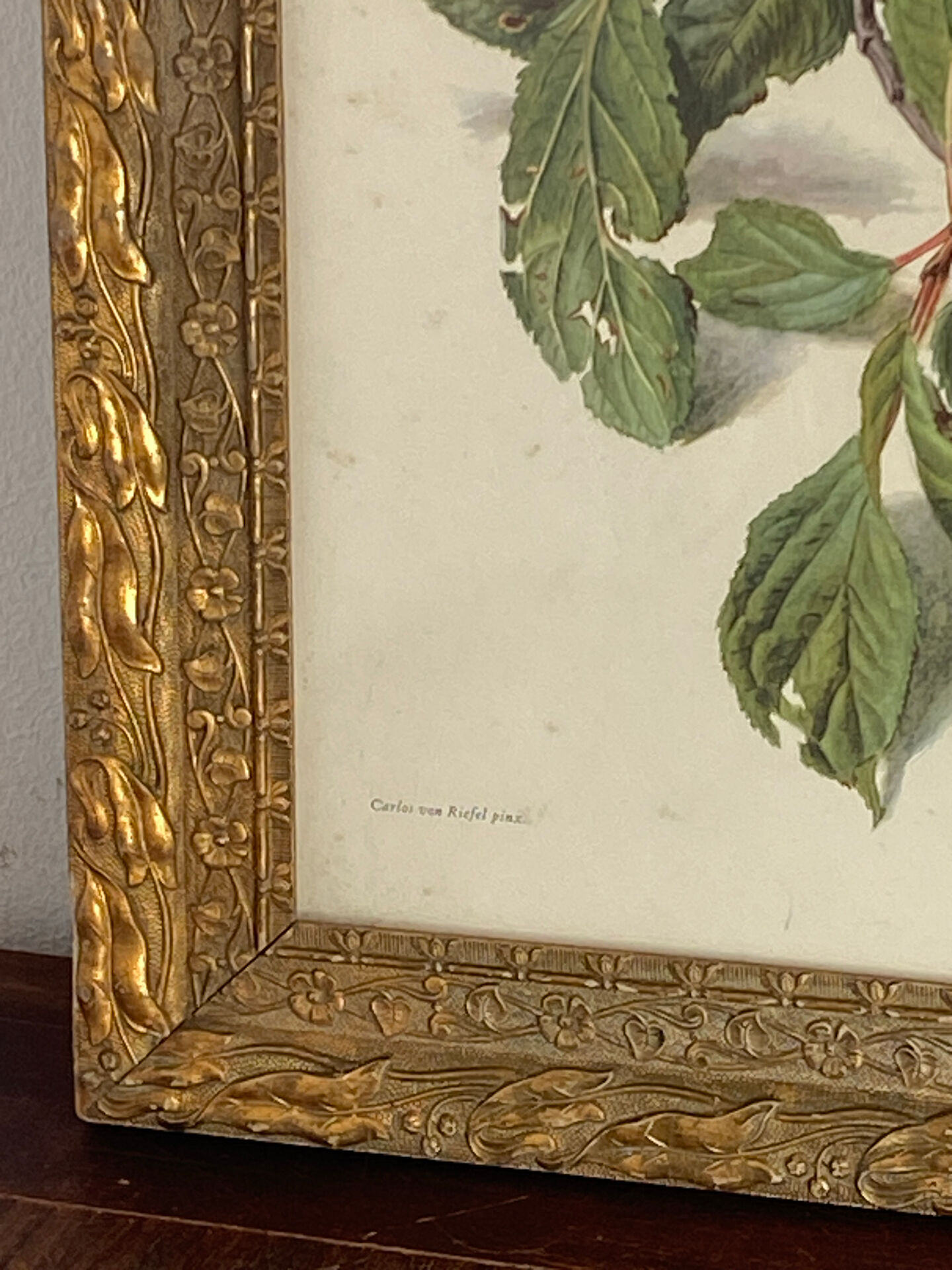 Botanical poster, Prunus Domestica, framed in glass wood.