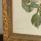 Botanical poster, Prunus Domestica, framed in glass wood.