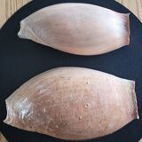 Set of 2 Cymbium Shells