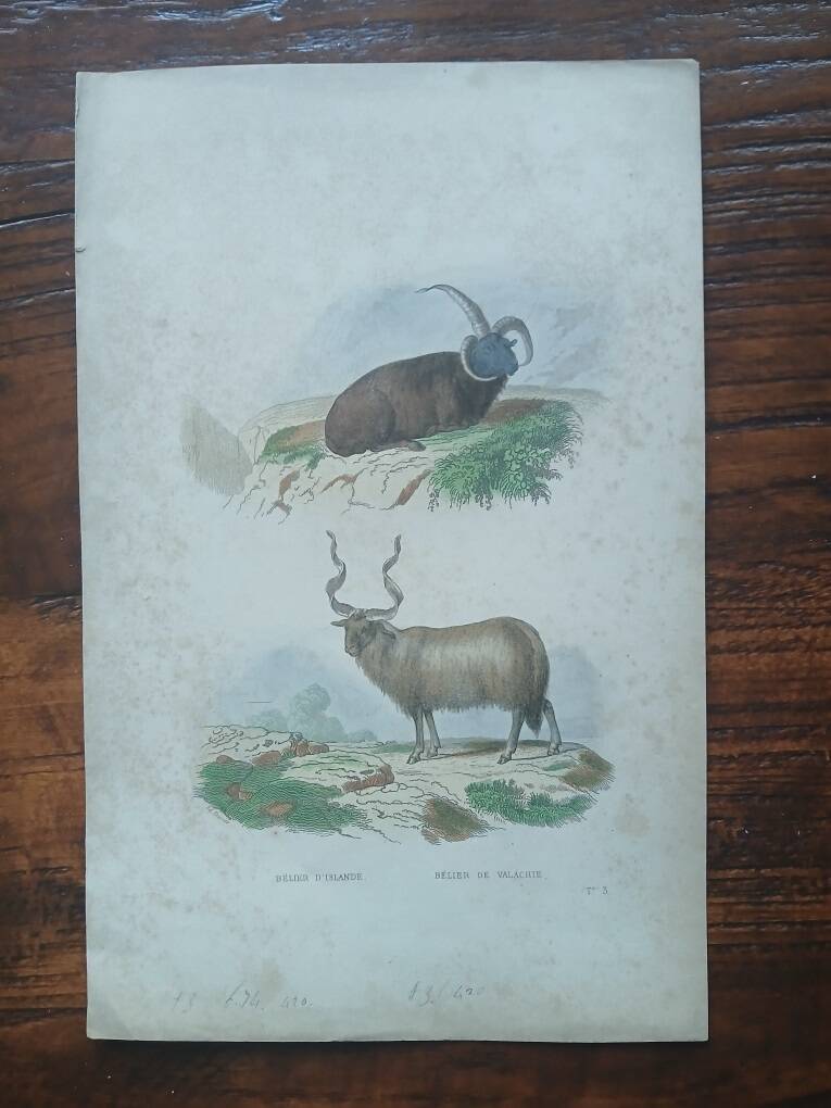 Affiche - gravure zoologique ancienne - bélier islande/valachie (mi 19ème)