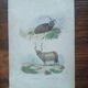 Affiche - gravure zoologique ancienne - bélier islande/valachie (mi 19ème)