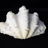 Tridacne Bénitier géant xx -ème