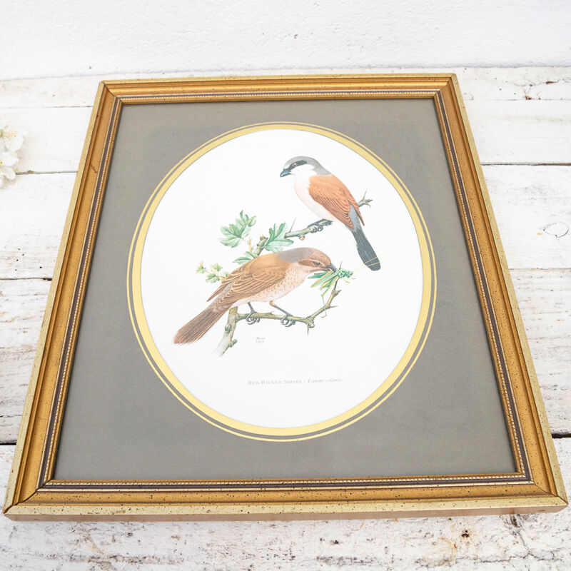 Reproduction of passerine birds by Murr ornithological board