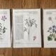 Lot 3 illustrations botaniques