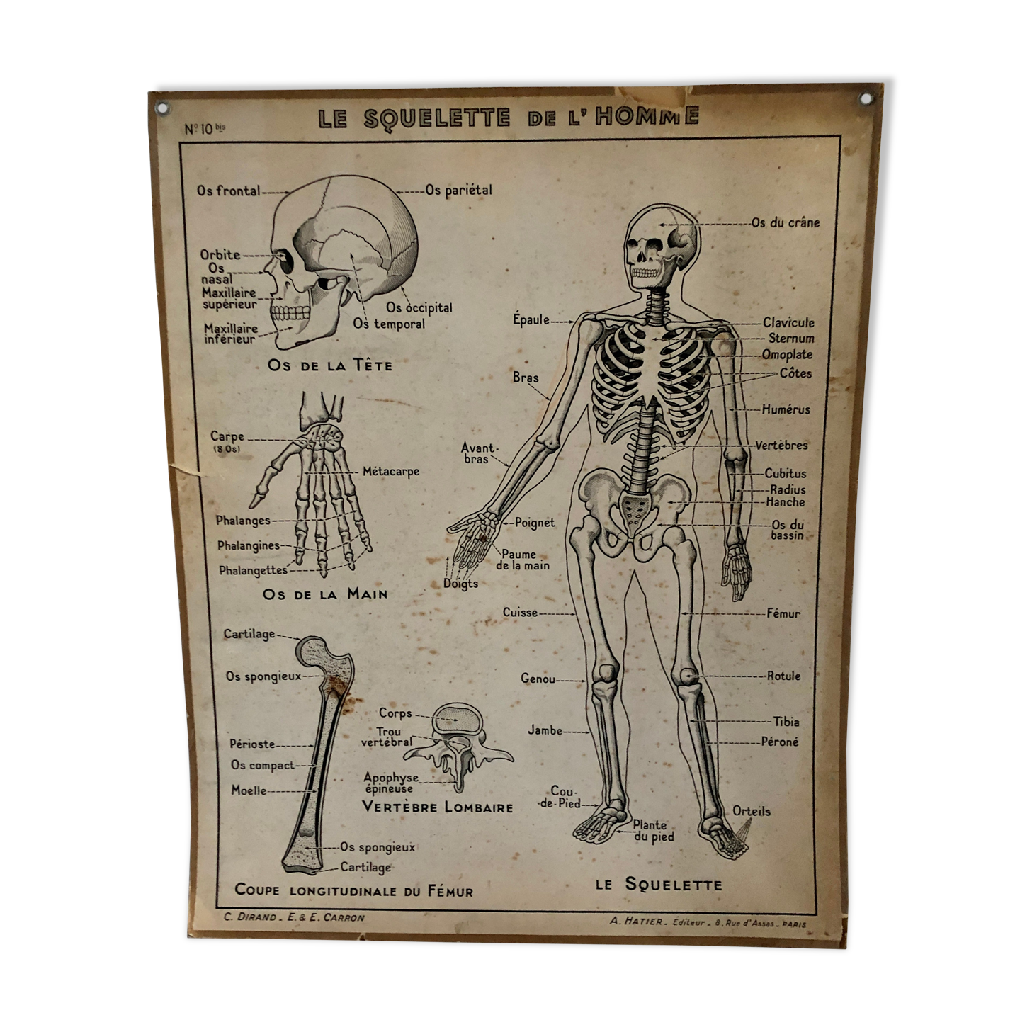 Educational poster Hatier 1950, skeleton plates and excretion