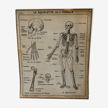 Educational poster Hatier 1950, skeleton plates and excretion