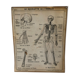 Educational poster Hatier 1950, skeleton plates and excretion
