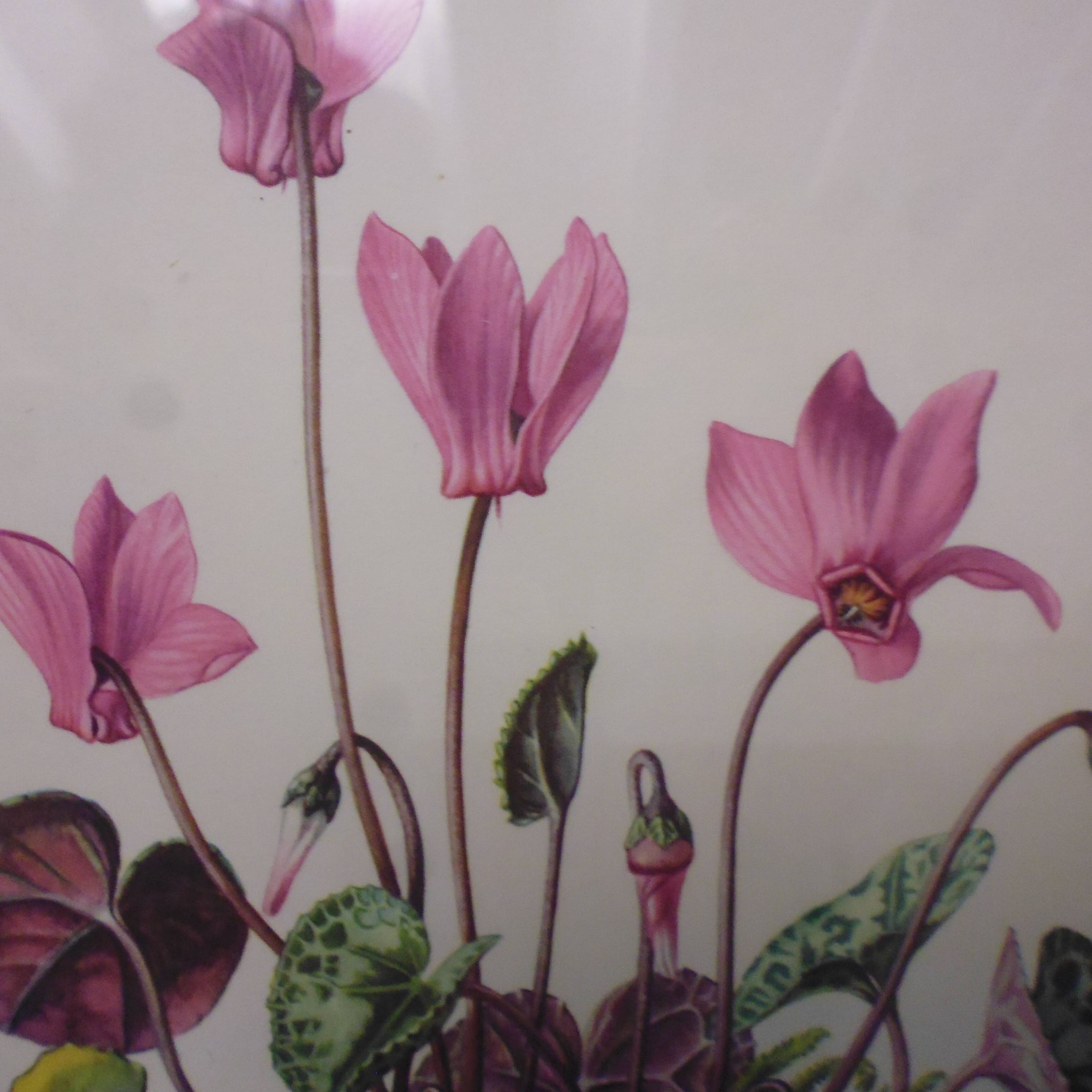 3 pink flower planks framed cyclamen, woolly ciss, lilies