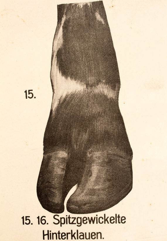 Poster by Dr G Pusch 'Anatomy of cows' 1901
