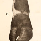 Poster by Dr G Pusch 'Anatomy of cows' 1901