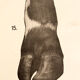 Poster by Dr G Pusch 'Anatomy of cows' 1901