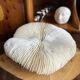 White fungia coral