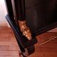 Console Cabinet Library Italy 1940