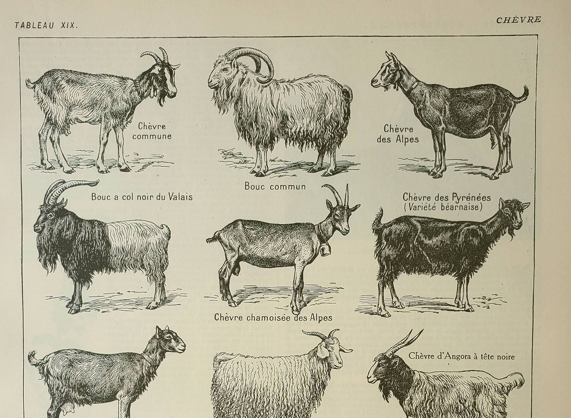 Old engraving 1922 M. Dessertenne - Goats, main breeds, caprines,