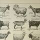 Old engraving 1922 M. Dessertenne - Goats, main breeds, caprines,