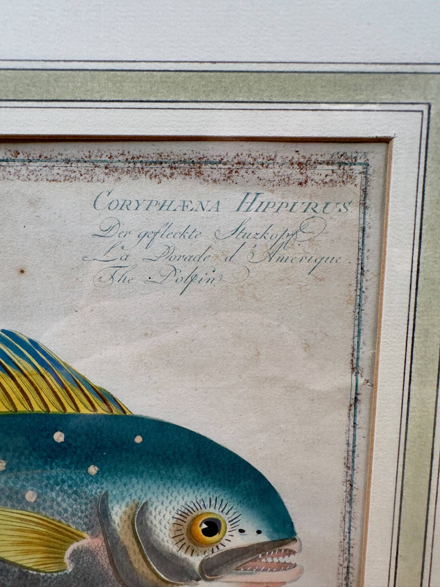 Old engraving tropical fish – Ludwig Schmidt (19th century)