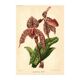 Botanical Engraving 1911 - Rolfae Orchid - Vintage floral lithograph