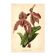 Botanical Engraving 1911 - Rolfae Orchid - Vintage floral lithograph