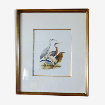 Oiseaux - collection Hepatior N°39