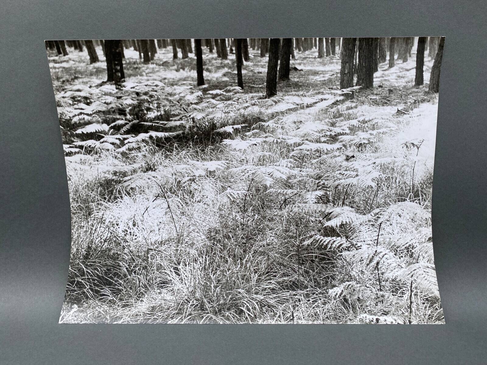 Film photography Bernard Darot Parterre of ferns 20th century