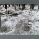 Film photography Bernard Darot Parterre of ferns 20th century