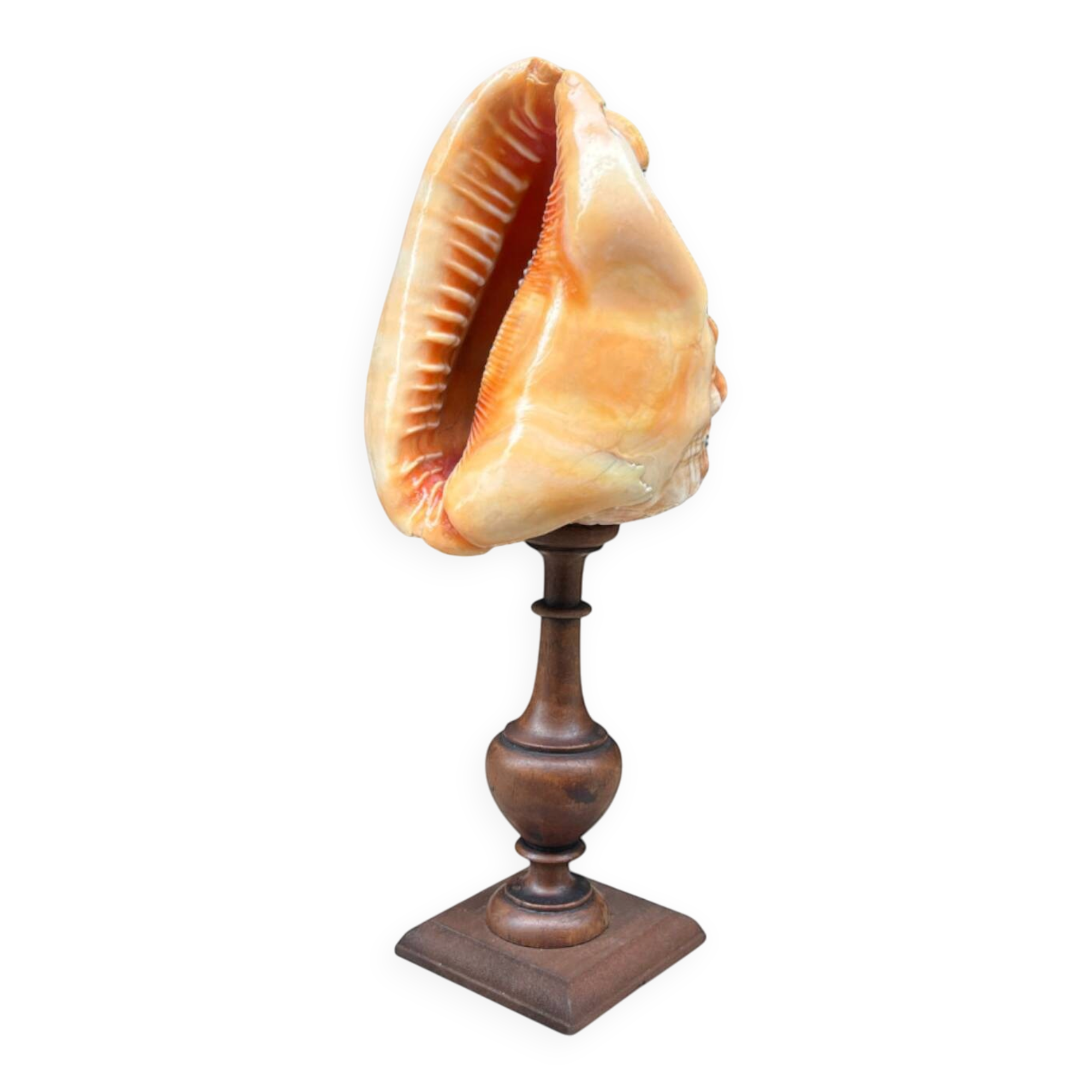 Red helmet shell conch on turned wooden base 19th century
