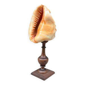 Coquillage Casque rouge - socle