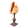 Red helmet shell conch on turned wooden base 19th century