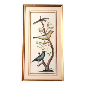Gravure Oiseaux Colorée main Cadre Doré d'après  Diderot D'Alembert