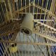 cage à oiseaux ancienne
