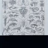 Old illustration millot "crustaceans"